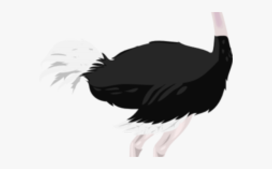 Ostrich Clipart Ostritch - Realistic Ostrich Clipart, Transparent Clipart