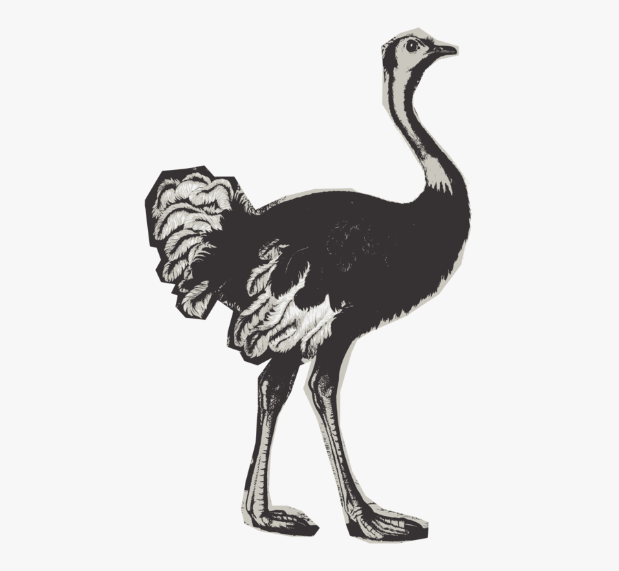 Flightless Bird,cranelike Bird,animal Figure - Ostrich, Transparent Clipart