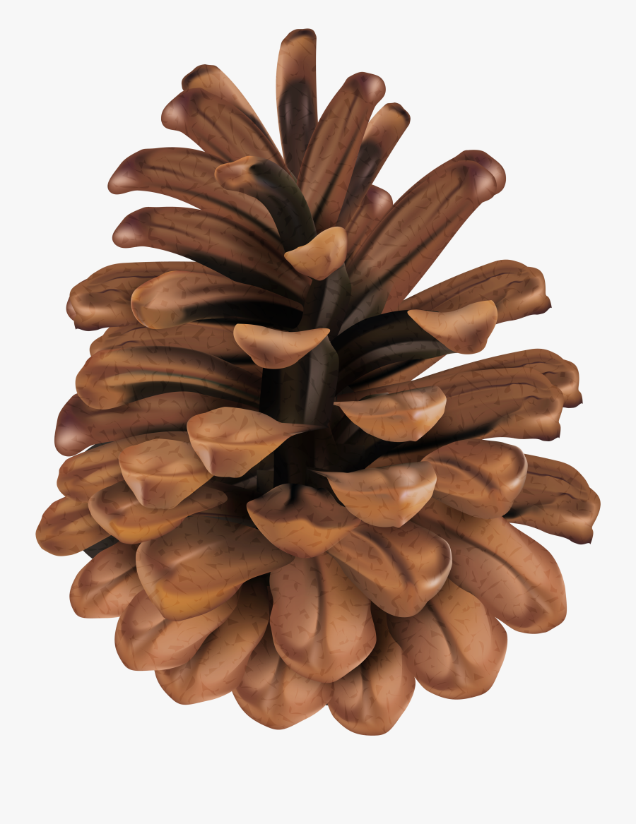 Clip Art Pine Cone Clipart - Clip Art Pine Cone, Transparent Clipart