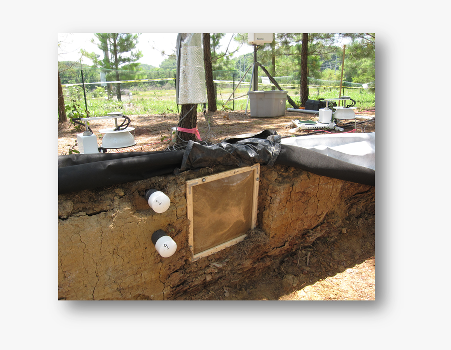 Loblolly Pits - Foundation, Transparent Clipart