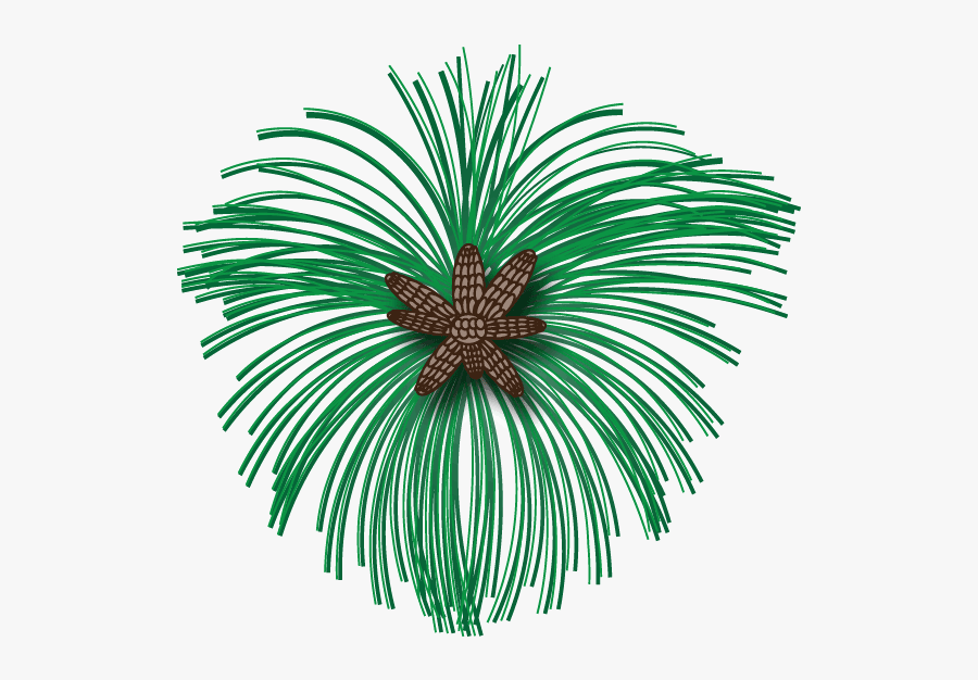Palm Tree, Transparent Clipart