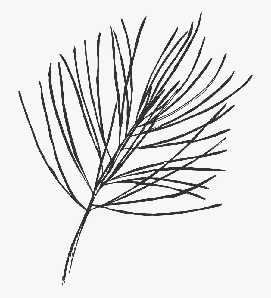 Line Art, Transparent Clipart