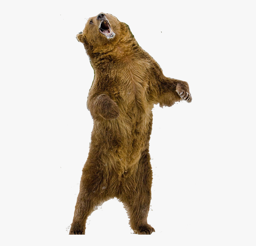 Grizzly Standing Bear Clipart - Standing Grizzly Bear Png, Transparent Clipart