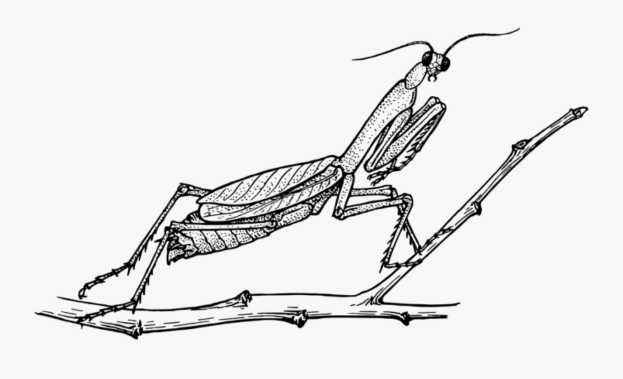 Praying Mantis Clipart Clip Art - Praying Mantis Black And White, Transparent Clipart