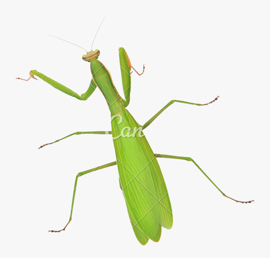 Stick Insect,oecanthidae - Mantidae, Transparent Clipart