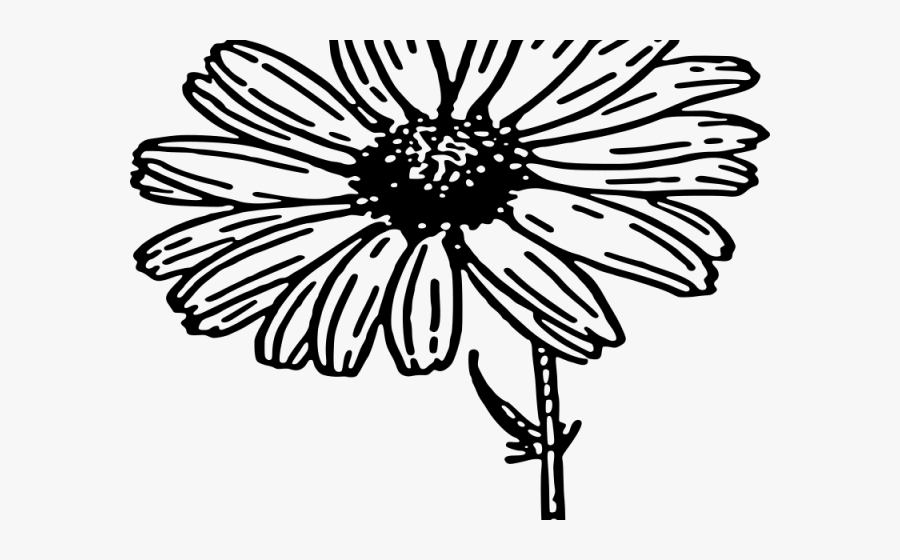 Daisy Clipart Daisy Flower - Daisy Flower Clipart Black And White, Transparent Clipart