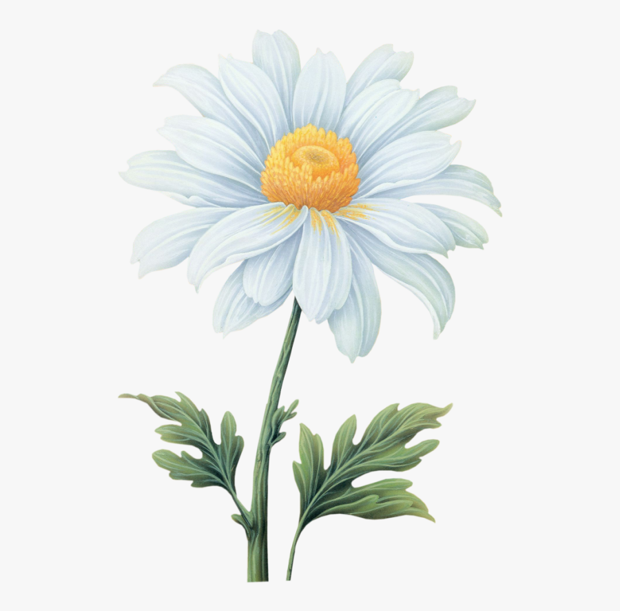 Daisy Clip Art Watercolor - Daisy Flower Watercolor Transparent Background, Transparent Clipart