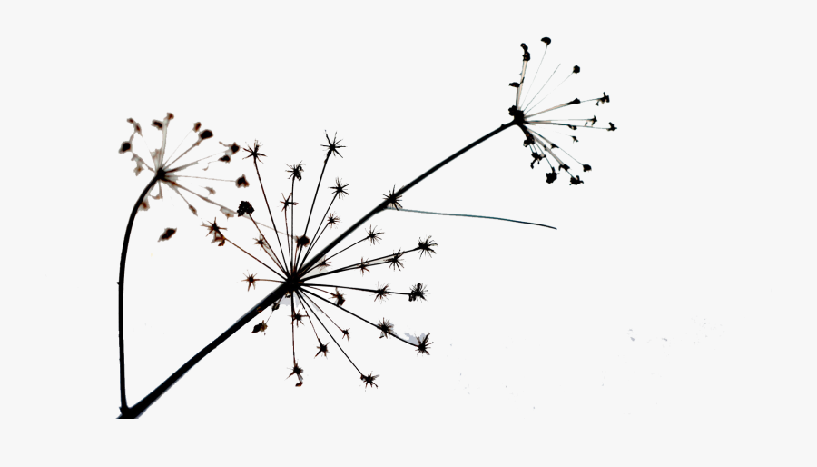 Dandelion Transparent Simple - Dandelion, Transparent Clipart