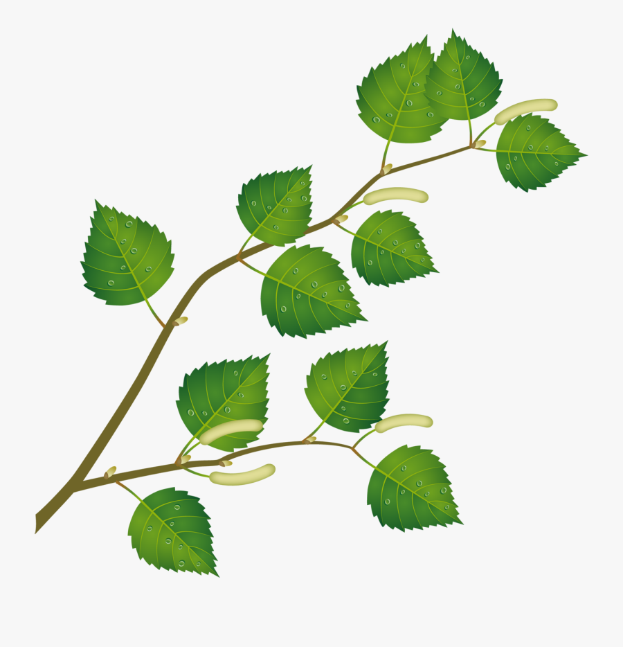 Leaf Clipart Birch Tree - Листья Березы Пнг, Transparent Clipart