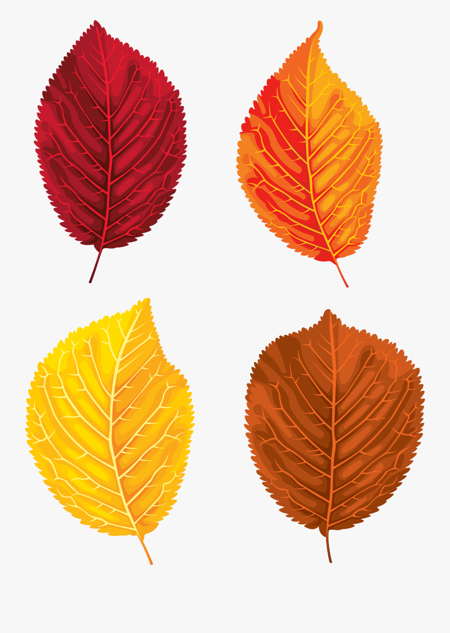 Clipart Leaf Yellow Birch - Slippery Elm, Transparent Clipart