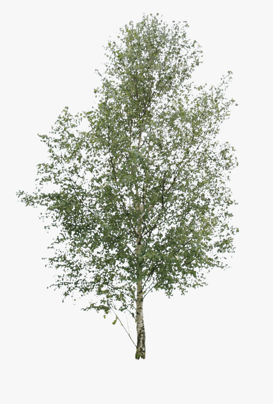 River Birch Tree Png , Transparent Cartoons - Tree Cut Out Png, Transparent Clipart