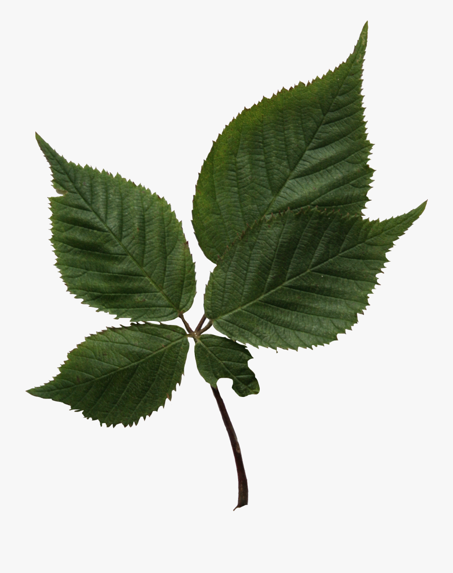 Clip Art Birch Leaves - Sweet Birch, Transparent Clipart