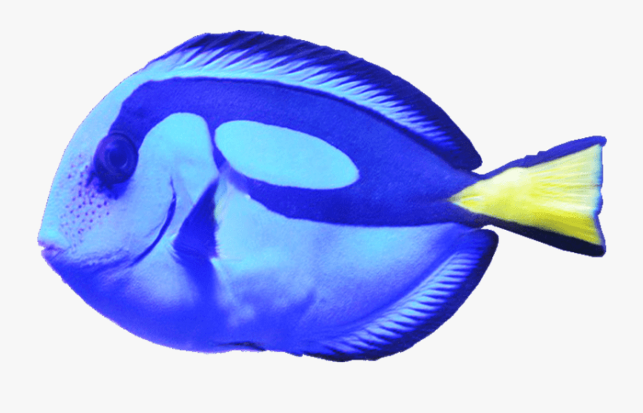 Pomacanthidae, Transparent Clipart