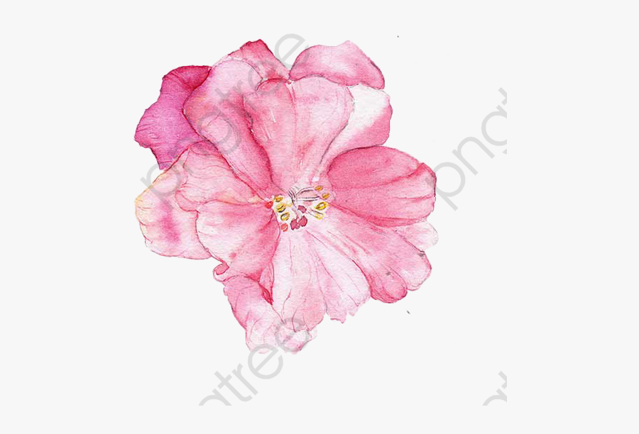 Painted Pink Water Png - 芙蓉 手绘, Transparent Clipart