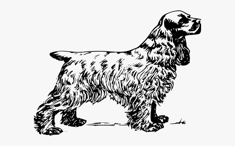 English Cocker Spaniel Drawing, Transparent Clipart