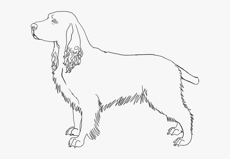 Brittany Spaniel Lineart - Drawings Of English Springer Spaniel, Transparent Clipart