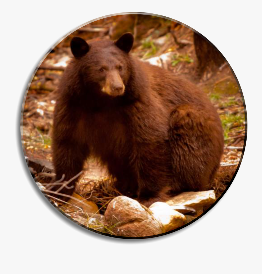 Transparent Black Bear Png - American Black Bear, Transparent Clipart