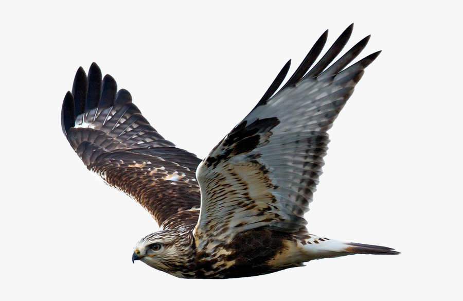Transparent Eagle Flying Png - Hawk Transparent Background, Transparent Clipart