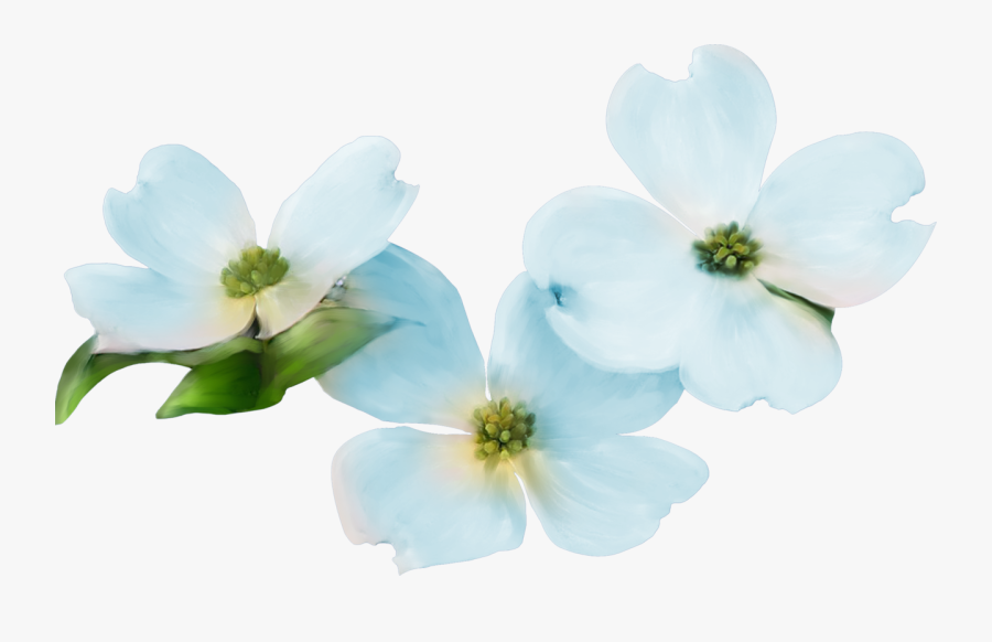 Flowering Dogwood, Transparent Clipart