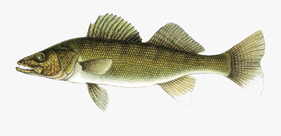 Walleye, Transparent Clipart