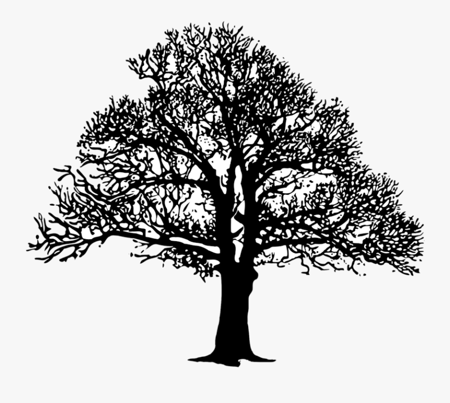 Plant,leaf,monochrome Photography - Oak Tree Silhouette, Transparent Clipart