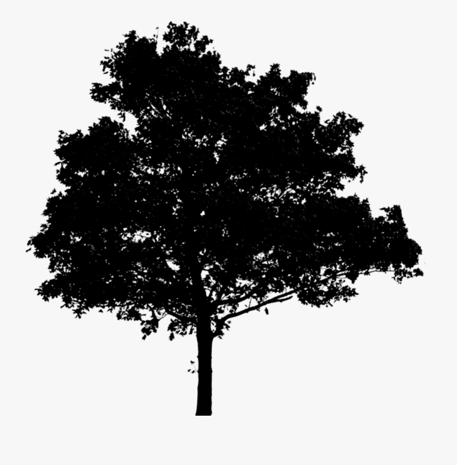 Oak Tree Silhouette Png - Tree Photoshop Black And White , Free