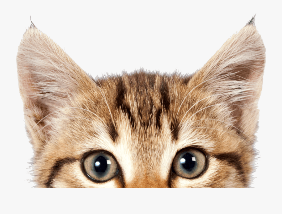 Cats Free Images Download - Cat Png, Transparent Clipart