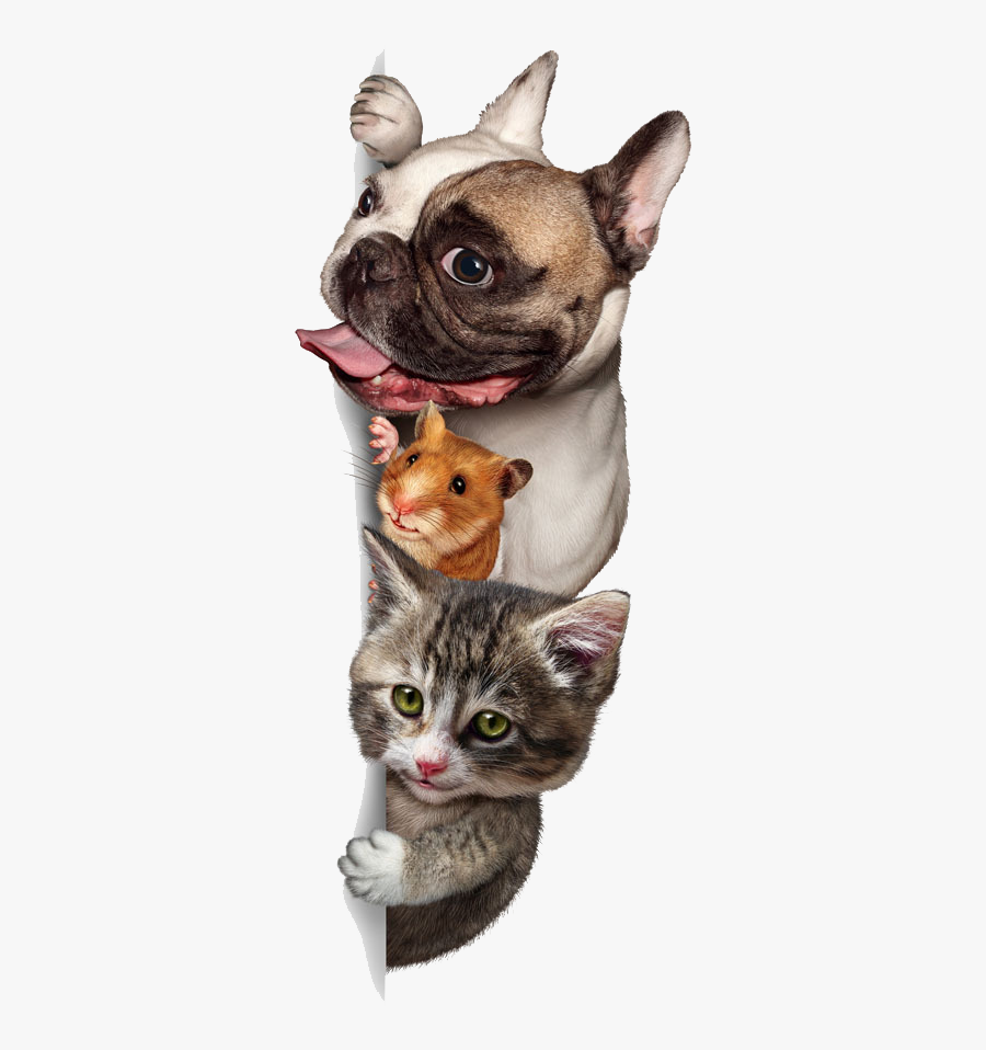 And Cute Sitting Pet Budgerigar Dog Cat Clipart - Dog And Cat Png, Transparent Clipart