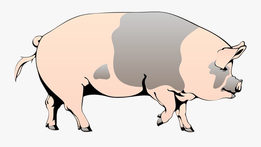 Pig, Barn, Farm, Animal, Spotted, Slops - Pig Clipart, Transparent Clipart