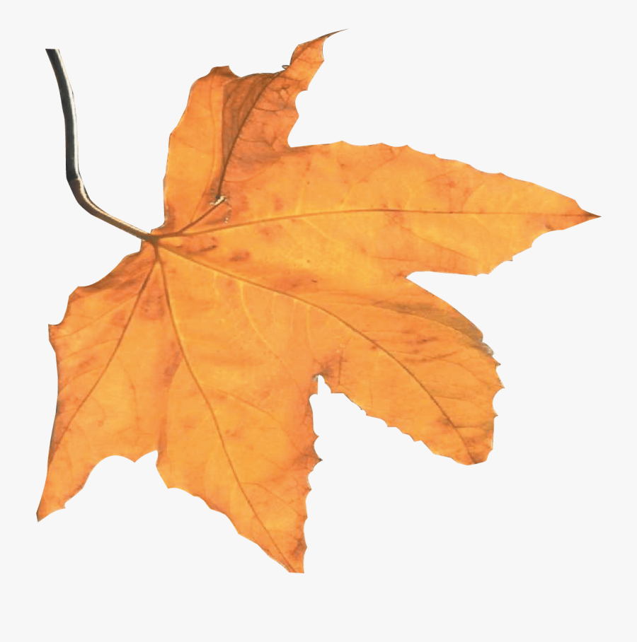 Clip Art Autumn Harvest Winery - Autumn, Transparent Clipart