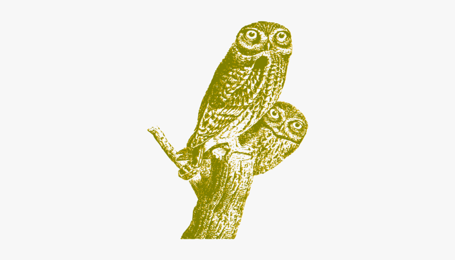 Owl,bird Of Prey,beak - Regular Expression, Transparent Clipart