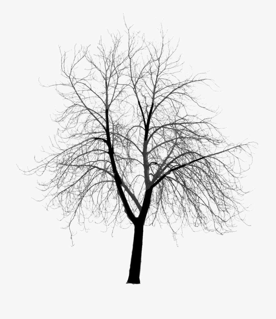 Tree Silhouette , Transparent Cartoons - Dead Tree Silhouette Png, Transparent Clipart