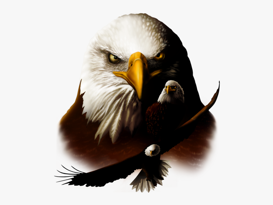 Transparent Patriotic Bald Eagle Clipart - Beautiful Eagle Head Png, Transparent Clipart