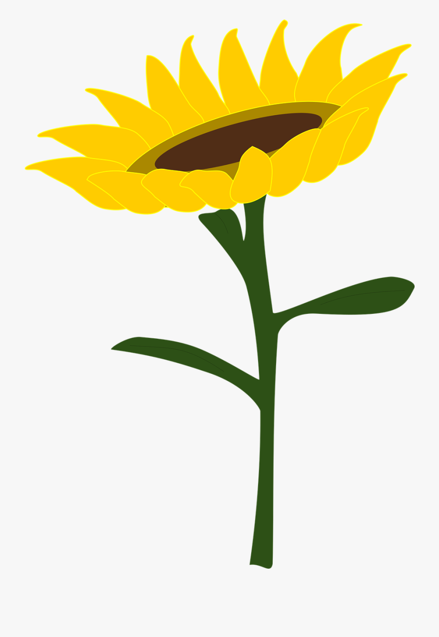 Sunflower Honey Sunflower Field Free Photo - Thanksgiving Business Cards, Transparent Clipart