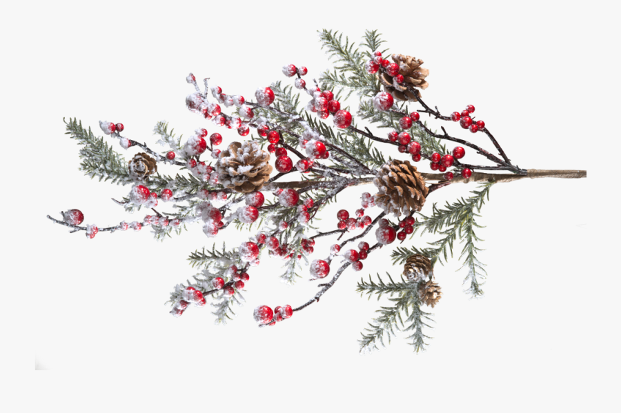 Branch With Frosted Red Berries And Pine Cones - Pine Branches With Berries, Transparent Clipart