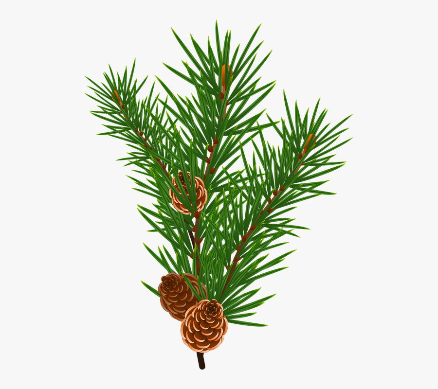 Free Pine Tree Branches Vector, Transparent Clipart