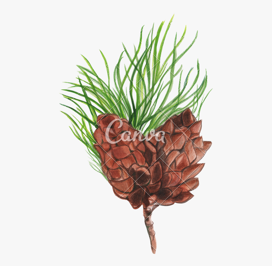 Transparent Pinecone And Branch Clipart - Grass, Transparent Clipart