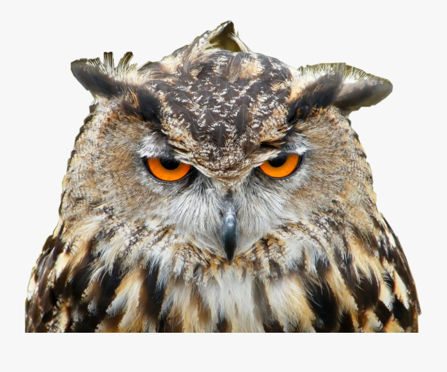 #owl #animal #sticker #grumpy #angry #cute #freetoedit - Badass Great Horned Owl, Transparent Clipart