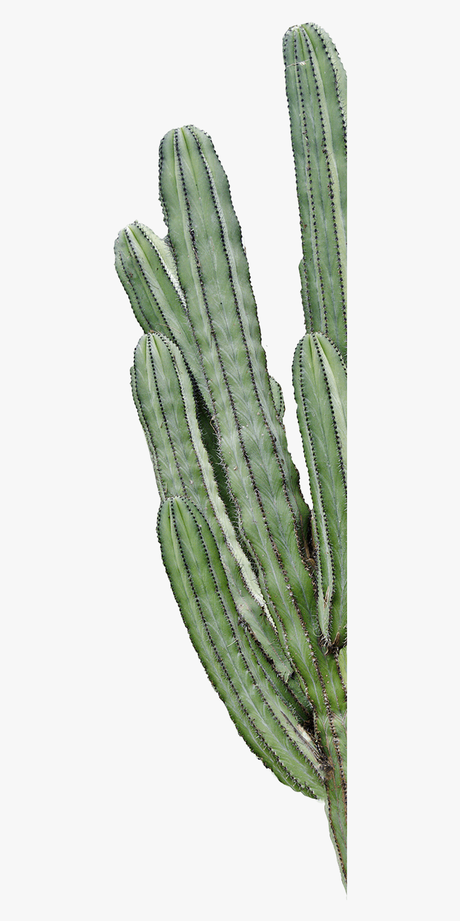 Transparent Background Cactus Png, Transparent Clipart