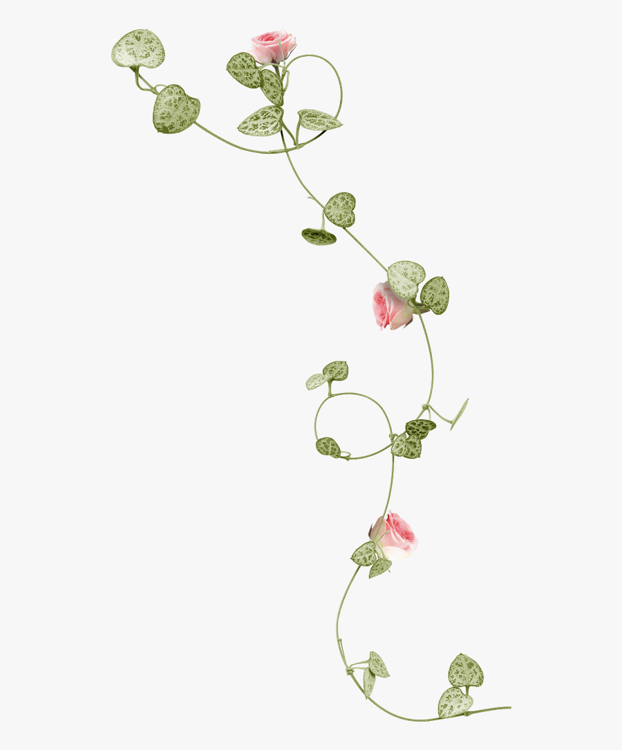 #mq #pink #flowers #vines #leaf - Flower Vine Png, Transparent Clipart