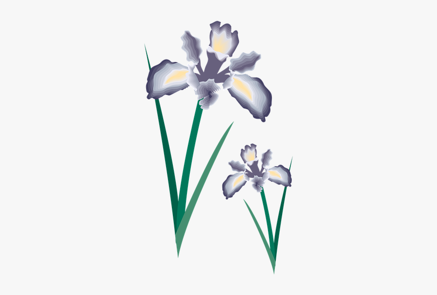 Flower, Clipart, Decoration, Design, Floral, Wedding - Iris, Transparent Clipart