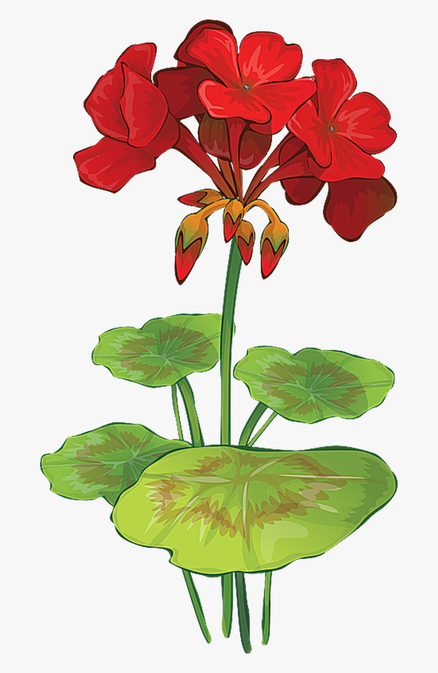 Pontiac"s Rebellion An Overview Clip Art, Flower And - Geranium Clipart, Transparent Clipart