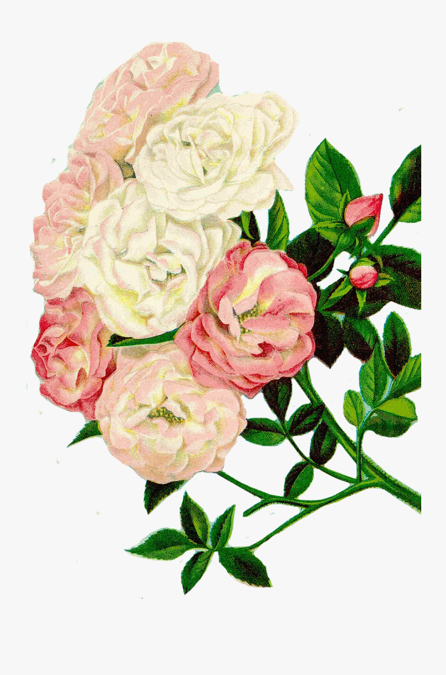 Roses Clipart Floral Clipart Flowers Free Picture - Clipart Bunga Mawar, Transparent Clipart