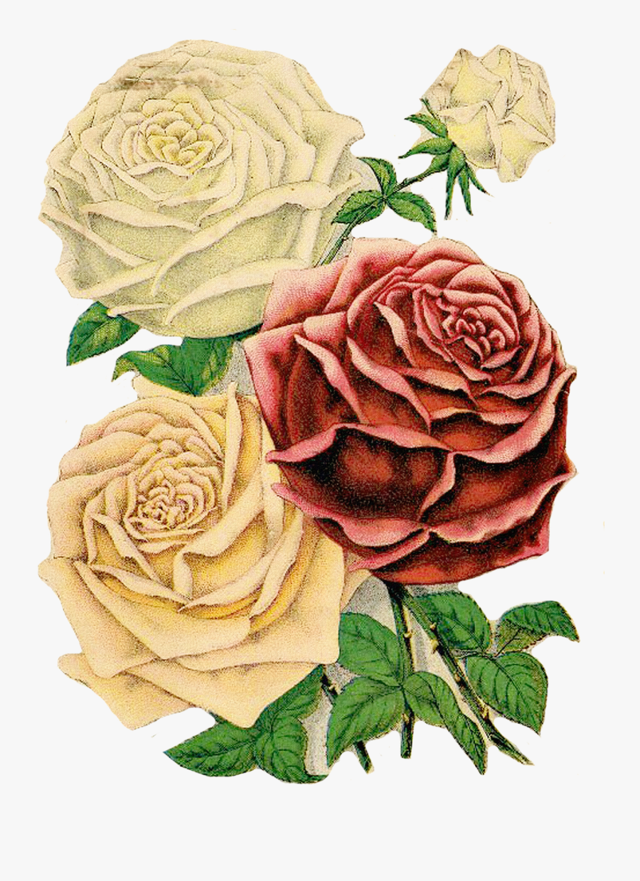 Roses Clipart, Floral Clipart, Red Roses - Rose Drawing Old Fashioned, Transparent Clipart