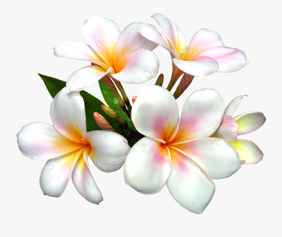 Png Royalty Free Download Large Png Pinterest - White Tropical Flowers Png, Transparent Clipart