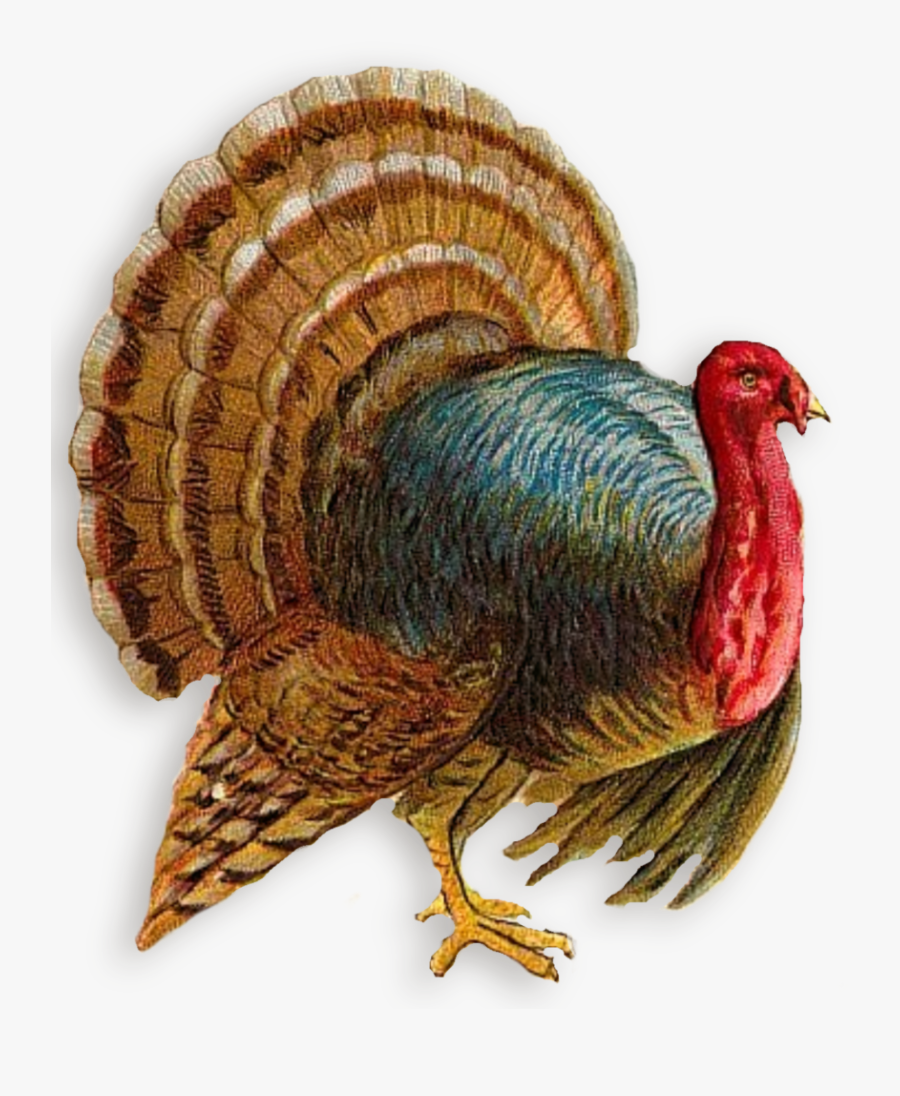 Turkey Clipart - Clip Art, Transparent Clipart