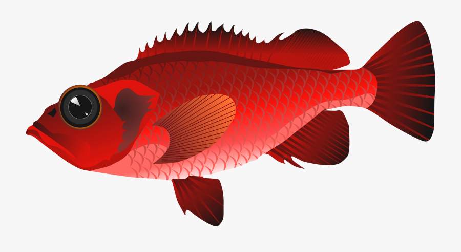 Goldfish Realistic Free On - Clip Art Red Fish, Transparent Clipart