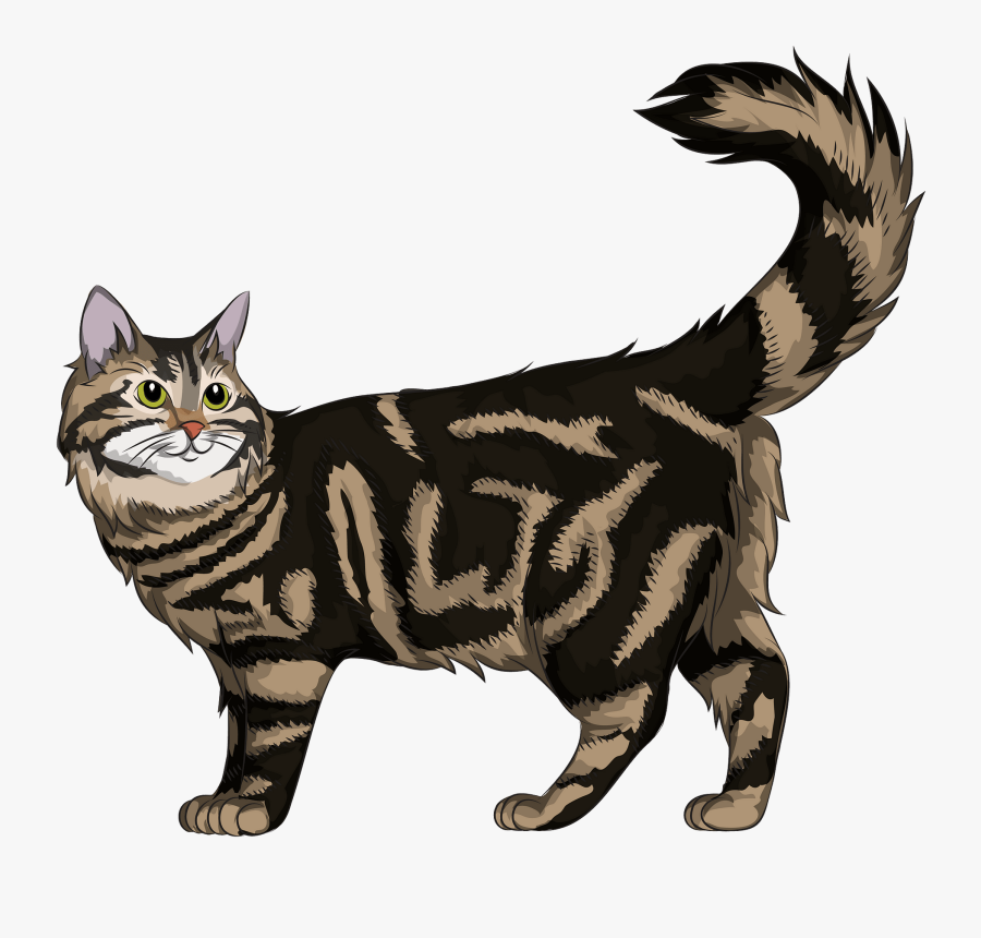 Maine Coon Cat Clipart, Transparent Clipart