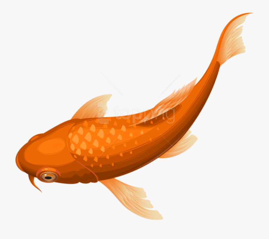 Download Orange Koi Transparent - Koi Fish Transparent Background, Transparent Clipart