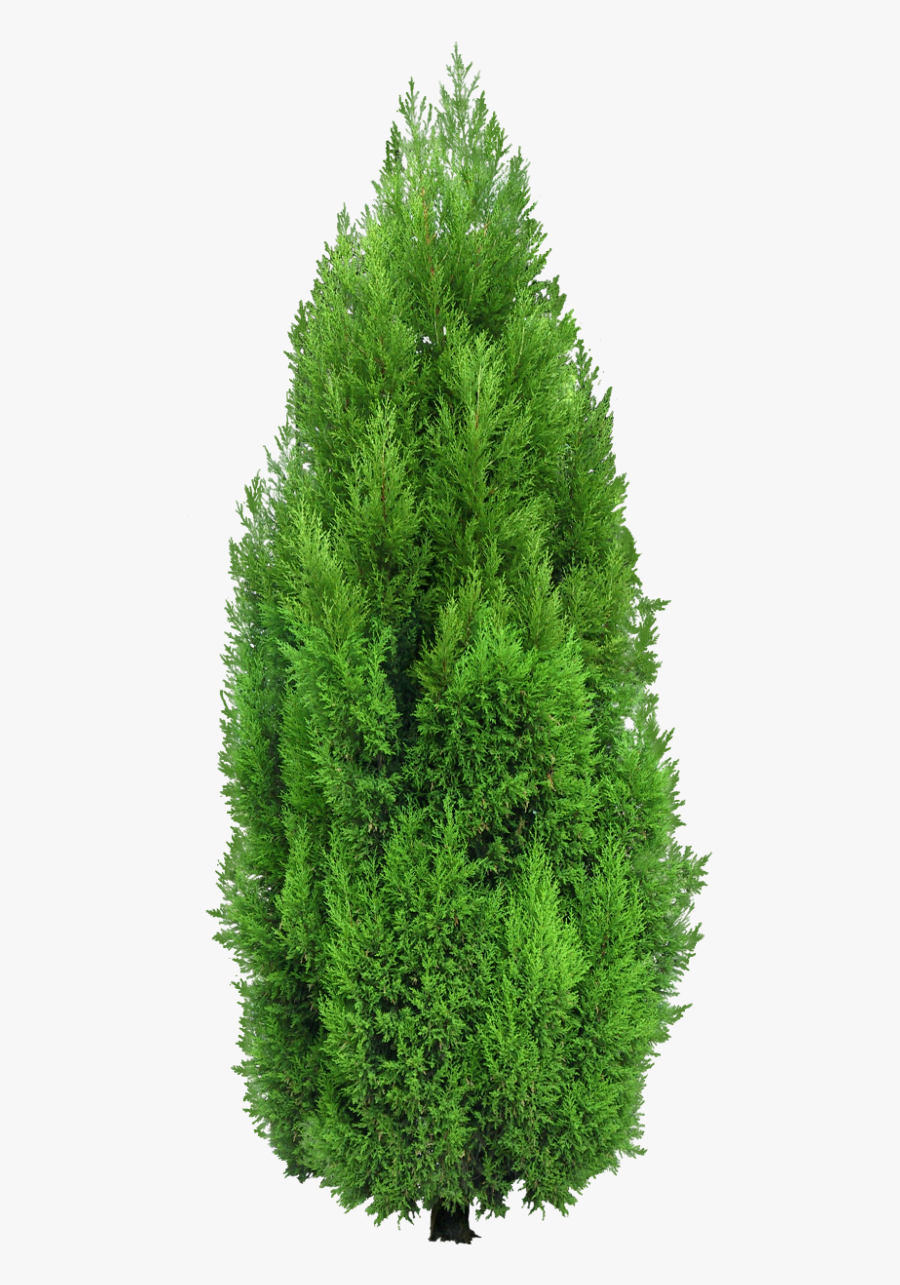 Landscaping Tree Clipart - Cypress Tree Transparent, Transparent Clipart